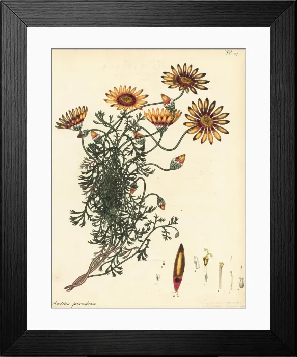 Framed Print : Ursinia speciosa Framed Print : Ursinia speciosa