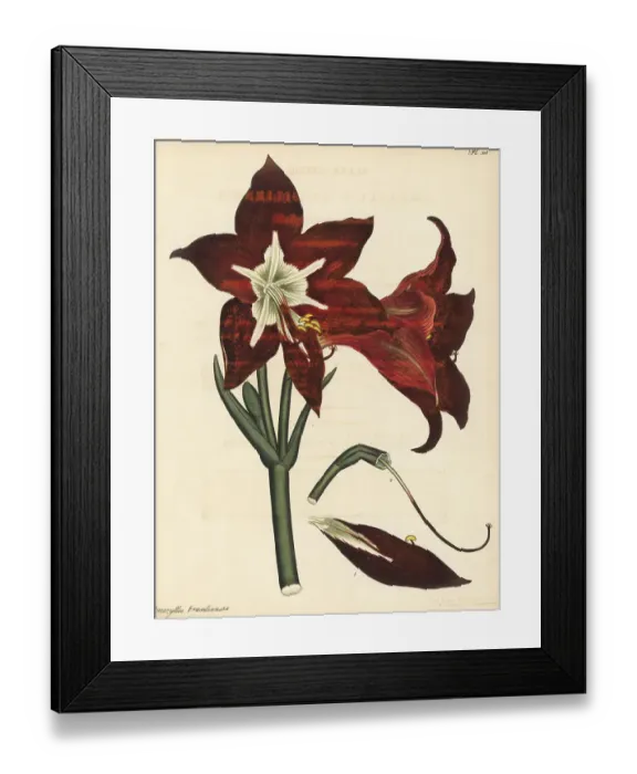 Framed Print : Barbados lily, Hippeastrum puniceum Framed Print : Barbados lily, Hippeastrum puniceum