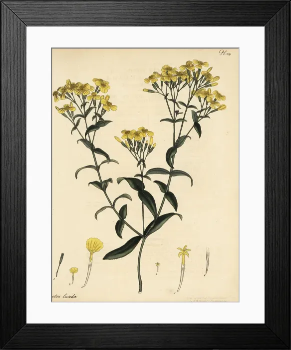 Framed Print : Mexican marigold, Tagetes lucida Framed Print : Mexican marigold, Tagetes lucida