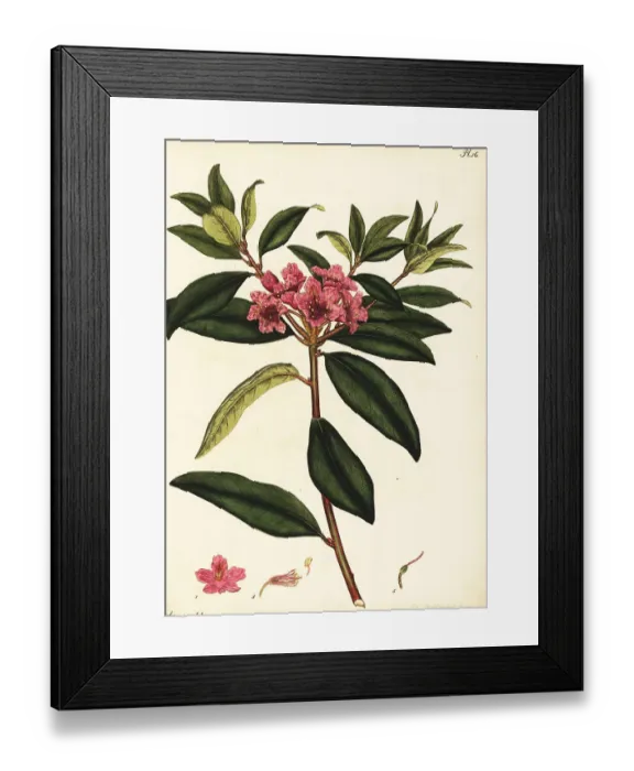 Framed Print : Piedmont rhododendron, Rhododendron minus Framed Print : Piedmont rhododendron, Rhododendron minus