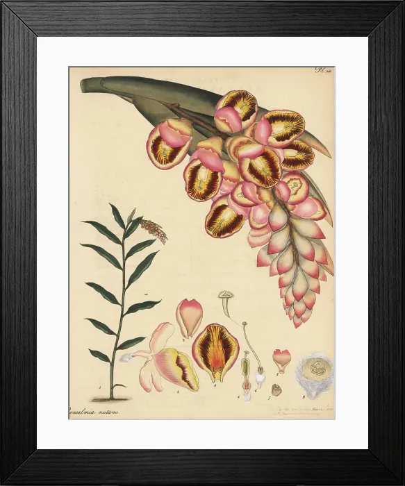 Framed Print : Shell ginger, Alpinia zerumbet