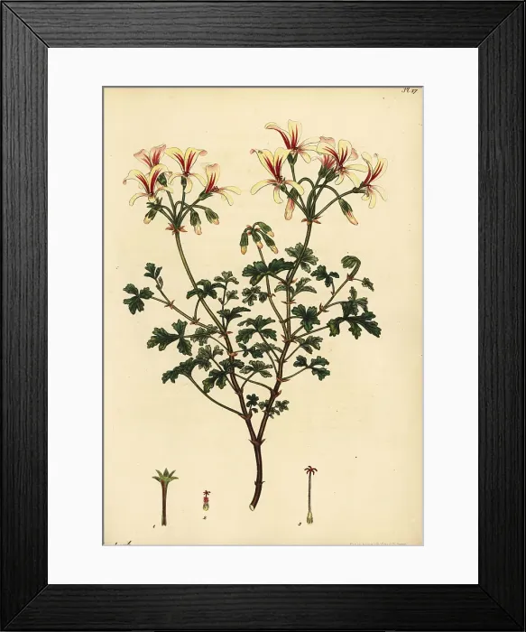Framed Print : Brittle-stalked geranium, Geranium fragile Framed Print : Brittle-stalked geranium, Geranium fragile