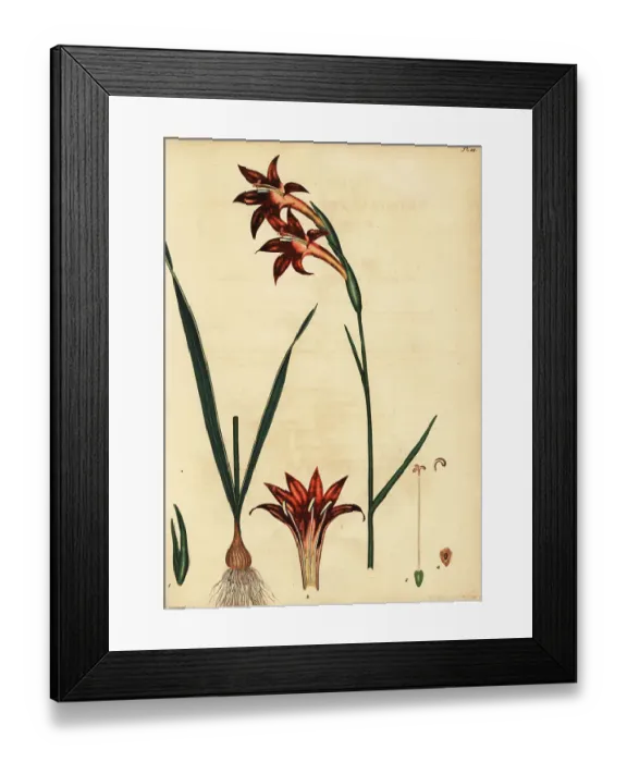 Framed Print : Rooi-Afrikaner, Gladiolus watsonius Framed Print : Rooi-Afrikaner, Gladiolus watsonius