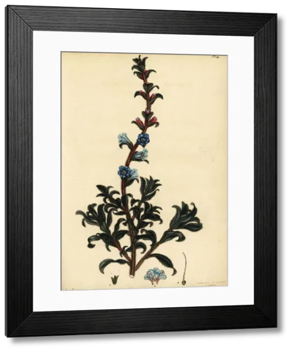 Framed Print : Silver healthbush, Lobostemon argenteus Framed Print : Silver healthbush, Lobostemon argenteus