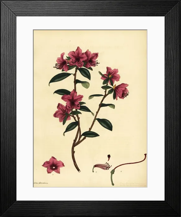 Framed Print : Siberian rhododendron, Rhododendron dauricum Framed Print : Siberian rhododendron, Rhododendron dauricum