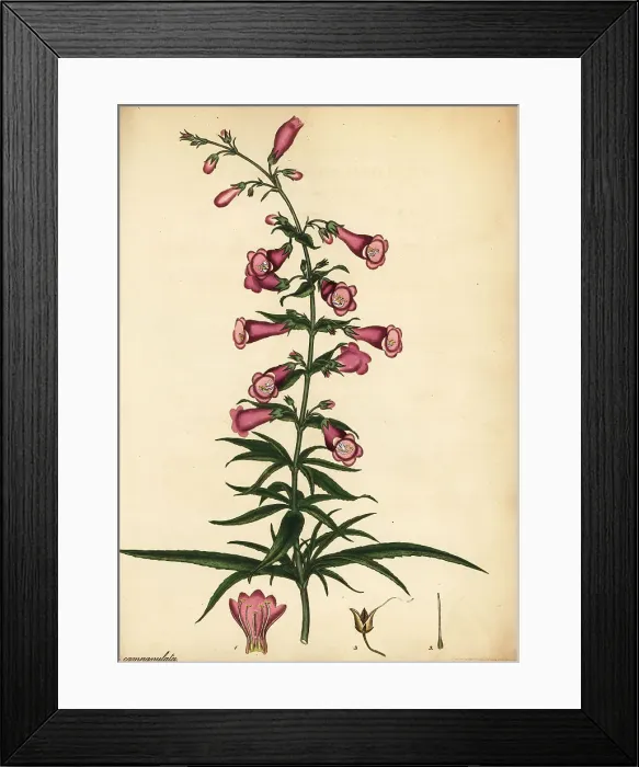 Framed Print : Ourisia ruellioides Framed Print : Ourisia ruellioides