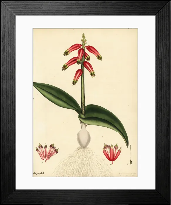 Framed Print : Cape cowslip or rooinaeltjie, Lachenalia bulbifera Framed Print : Cape cowslip or rooinaeltjie, Lachenalia bulbifera