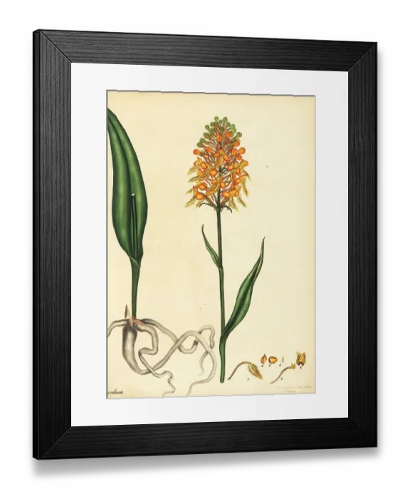 Framed Print : Yellow fringed orchid, Platanthera ciliaris Framed Print : Yellow fringed orchid, Platanthera ciliaris