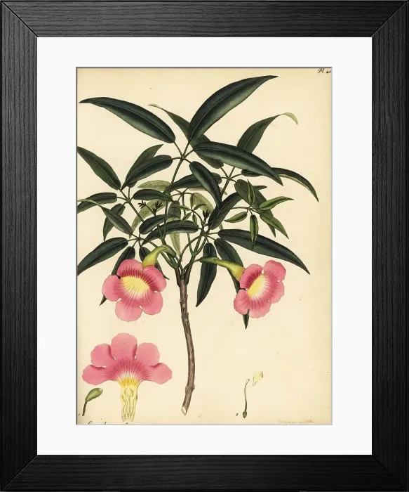 Framed Print : Pink trumpet tree, Tabebuia heterophylla Framed Print : Pink trumpet tree, Tabebuia heterophylla