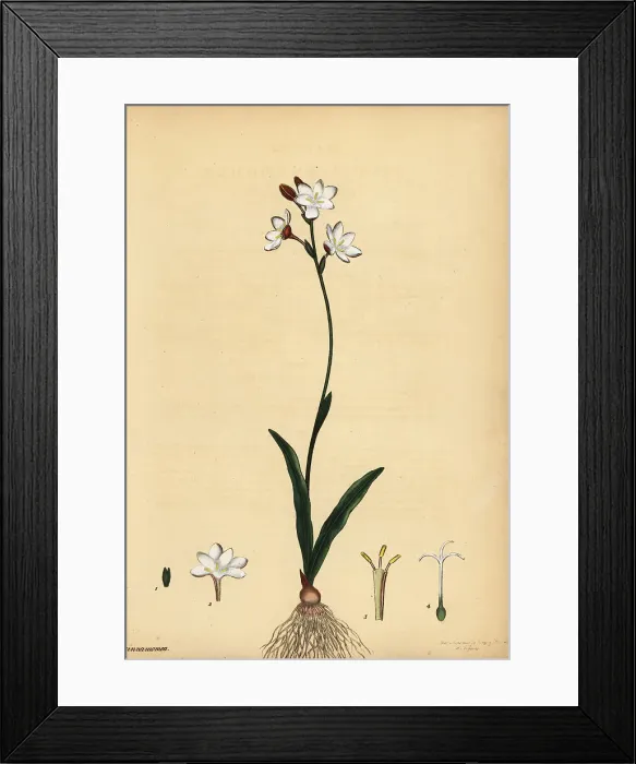 Framed Print : Bontrokkie, Hesperantha falcata Framed Print : Bontrokkie, Hesperantha falcata