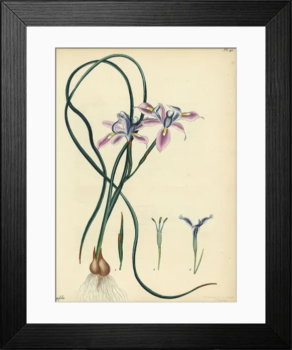 Framed Print : Long-leaved iris, Iris longifolia Framed Print : Long-leaved iris, Iris longifolia
