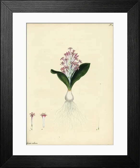 Framed Print : Lachenalia ensifolia Framed Print : Lachenalia ensifolia
