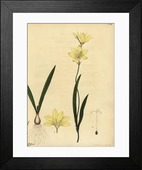 Framed Print : Harlequin flower, Sparaxis bulbifera Framed Print : Harlequin flower, Sparaxis bulbifera