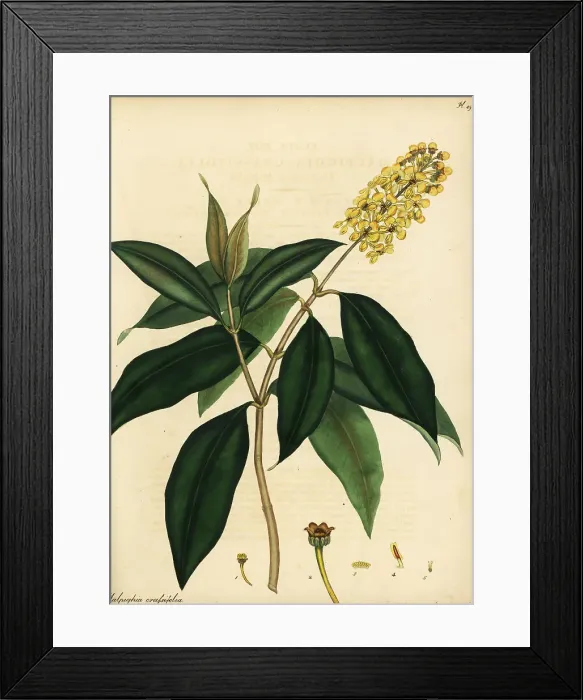 Framed Print : Nance or hogberry, Byrsonima crassifolia Framed Print : Nance or hogberry, Byrsonima crassifolia