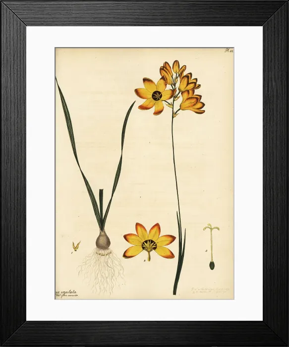 Framed Print : Spotted African corn lily, Ixia maculata Framed Print : Spotted African corn lily, Ixia maculata
