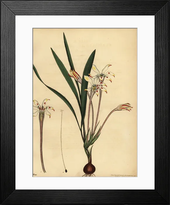 Framed Print : Tritonia cooperi Framed Print : Tritonia cooperi