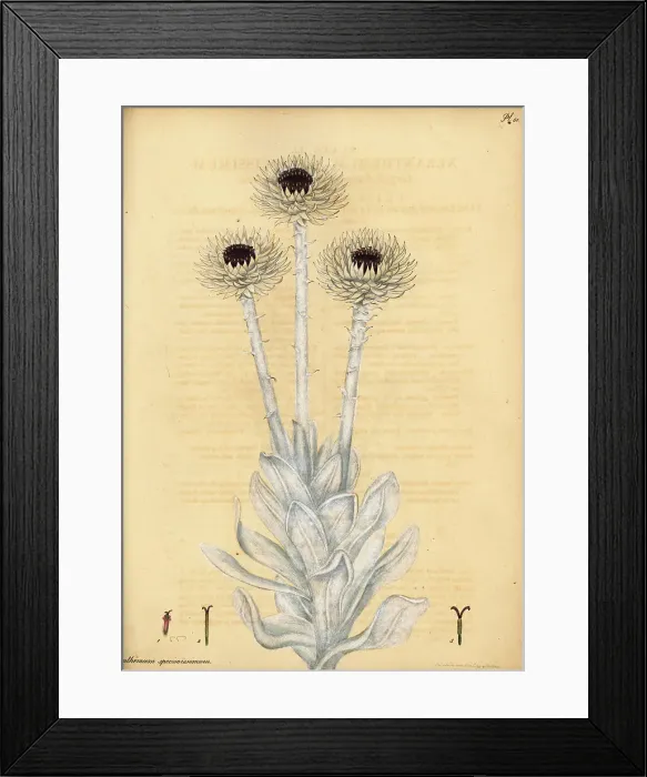 Framed Print : Cape everlasting, Syncarpha speciosissima Framed Print : Cape everlasting, Syncarpha speciosissima