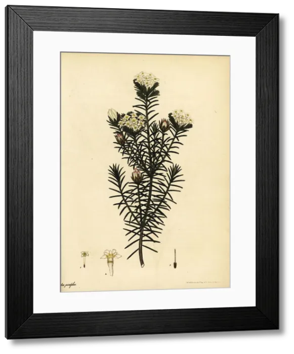 Framed Print : Pine-leaved saffron-bush, Gnidia pinifolia Framed Print : Pine-leaved saffron-bush, Gnidia pinifolia