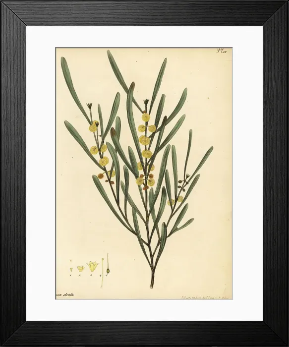 Framed Print : Hop wattle, Acacia stricta Framed Print : Hop wattle, Acacia stricta