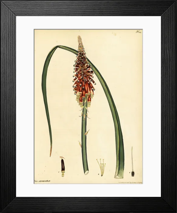 Framed Print : Red hot poker, Kniphofia sarmentosa Framed Print : Red hot poker, Kniphofia sarmentosa