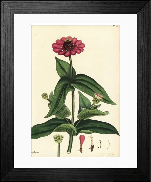 Framed Print : Purple zinnia, Zinnia violacea Cav Framed Print : Purple zinnia, Zinnia violacea Cav