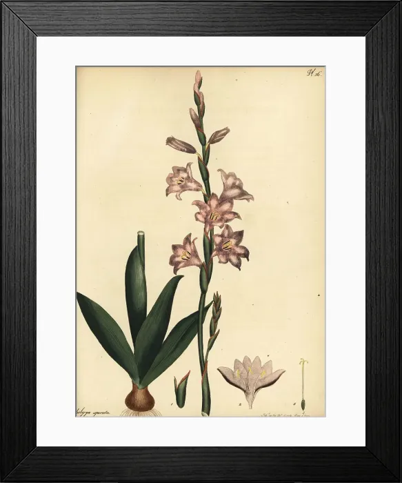 Framed Print : Watsonia laccata Framed Print : Watsonia laccata