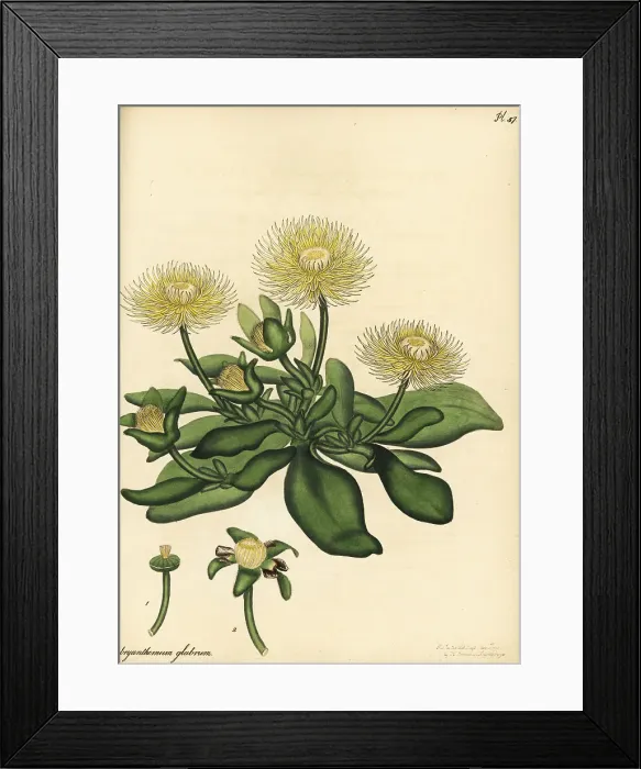 Framed Print : Hymenogyne glabra, native to South Africa Framed Print : Hymenogyne glabra, native to South Africa