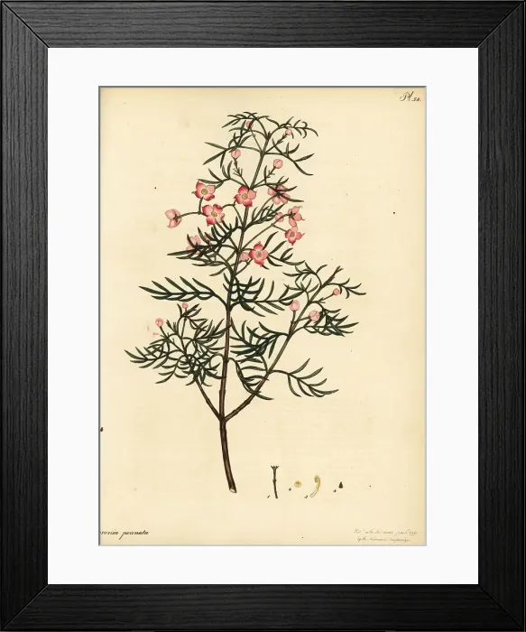 Framed Print : Hawthorn-scented boronia, Boronia pinnata Framed Print : Hawthorn-scented boronia, Boronia pinnata