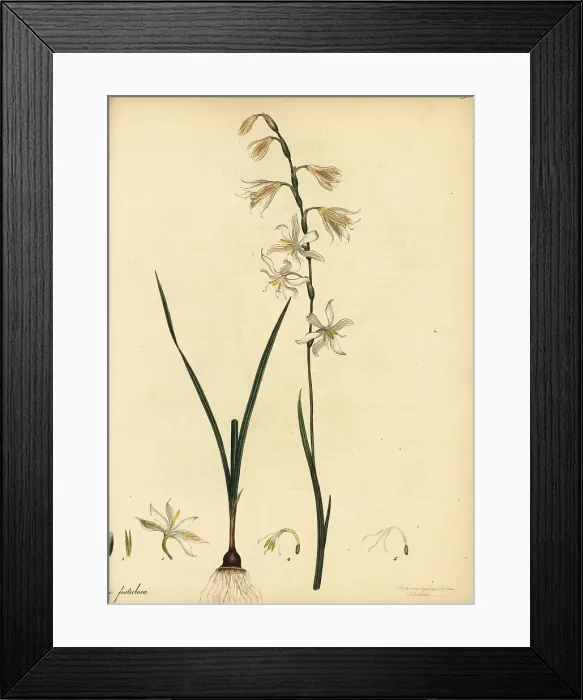 Framed Print : Hesperantha radiata, native to South Africa