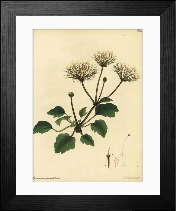 Framed Print : Pelargonium punctatum Framed Print : Pelargonium punctatum