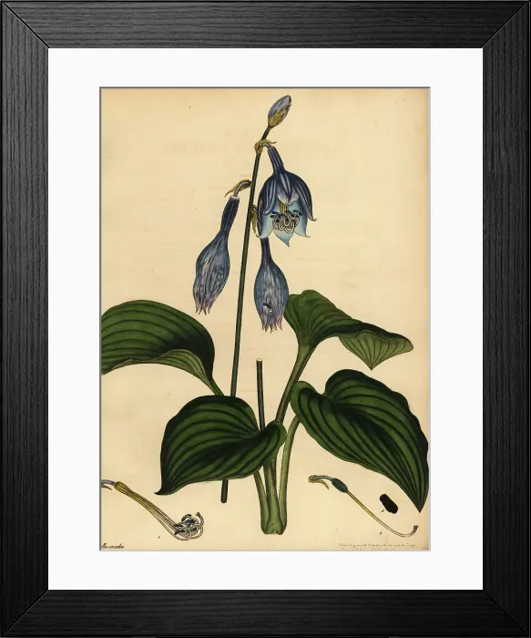 Framed Print : Blue plantain lily, Hosta ventricosa Framed Print : Blue plantain lily, Hosta ventricosa