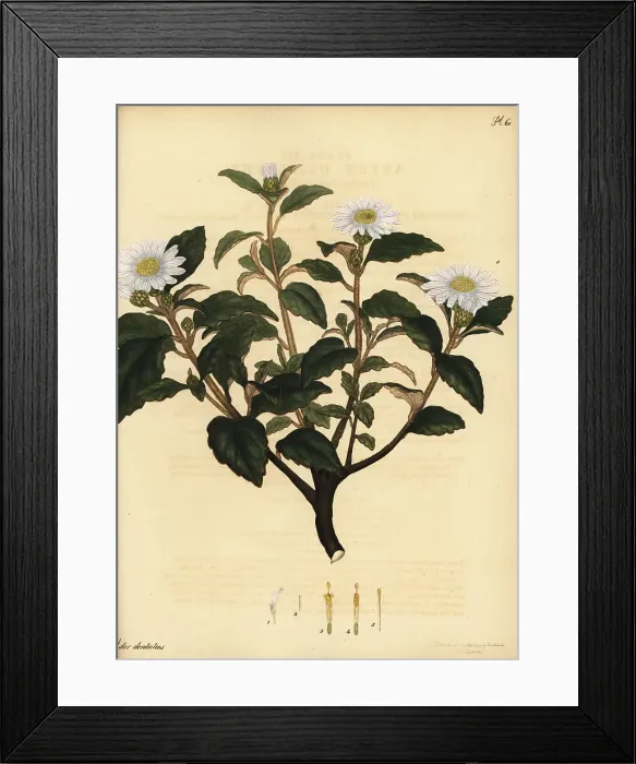 Framed Print : Downy daisy bush, Olearia tomentosa Framed Print : Downy daisy bush, Olearia tomentosa