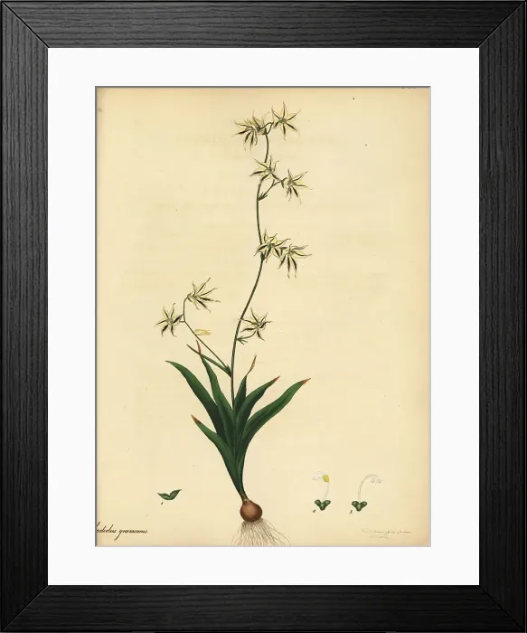 Framed Print : Feeklokkies, Melasphaerula graminea Framed Print : Feeklokkies, Melasphaerula graminea