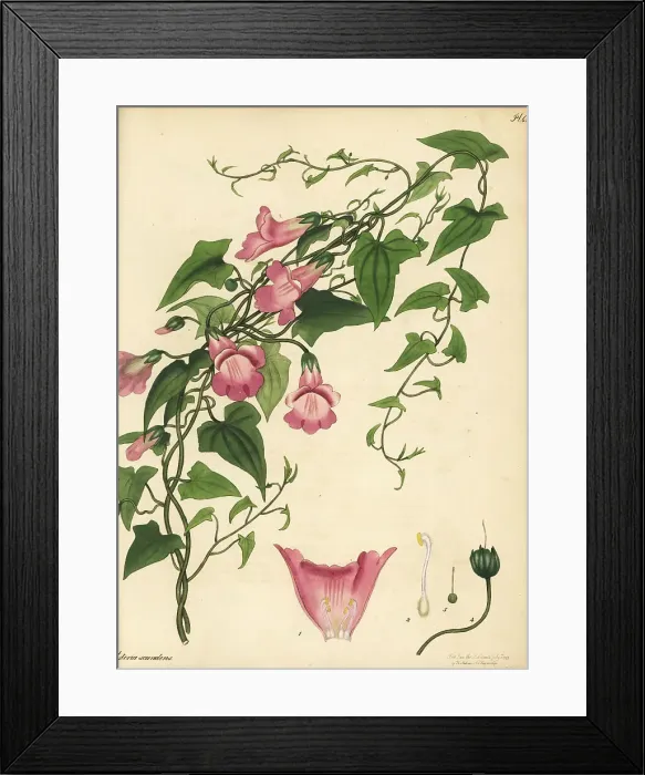 Framed Print : Maurandya scandens Framed Print : Maurandya scandens