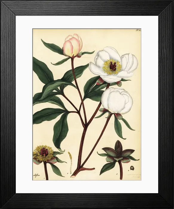Framed Print : Chinese peony, Paeonia lactiflora Framed Print : Chinese peony, Paeonia lactiflora