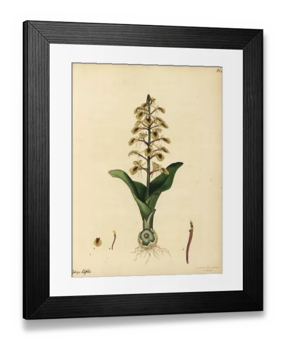 Framed Print : Brown widelip orchid, Liparis liliifolia Framed Print : Brown widelip orchid, Liparis liliifolia