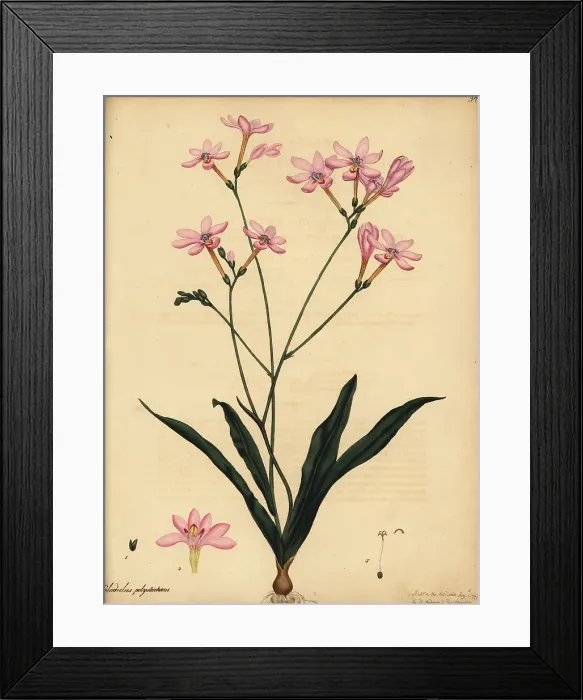 Framed Print : Branching gladiolus, Gladiolus polystachius Framed Print : Branching gladiolus, Gladiolus polystachius