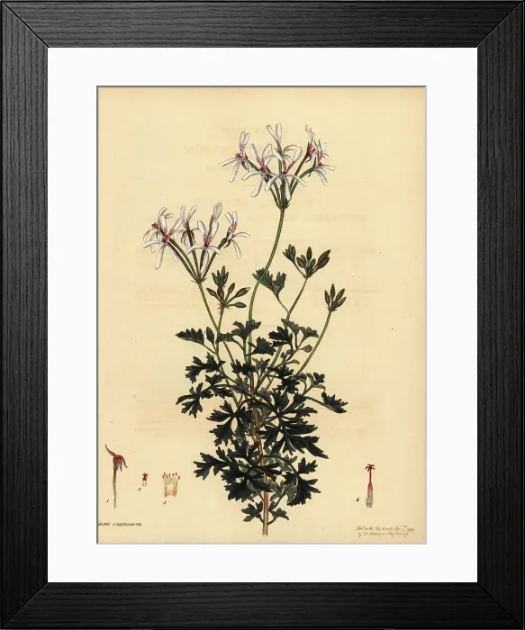 Framed Print : Oregon cranesbill, Geranium oreganum Framed Print : Oregon cranesbill, Geranium oreganum