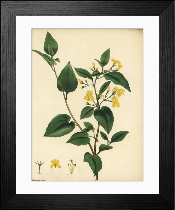 Framed Print : Hop goodenia, Goodenia ovata Framed Print : Hop goodenia, Goodenia ovata