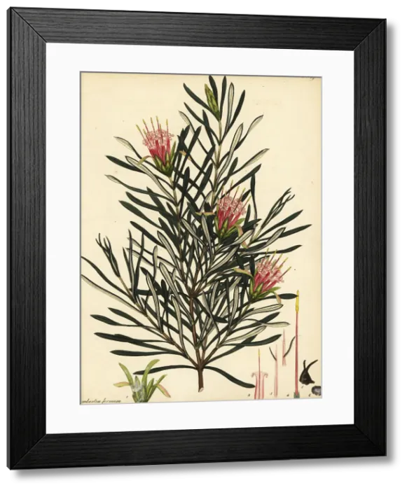 Framed Print : Mountain devil, Lambertia formosa Framed Print : Mountain devil, Lambertia formosa
