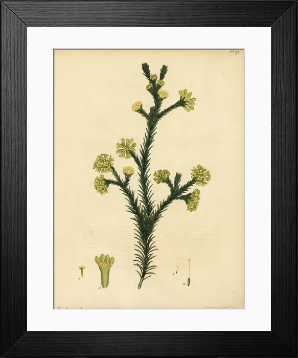 Framed Print : Gnidia juniperifolia Framed Print : Gnidia juniperifolia