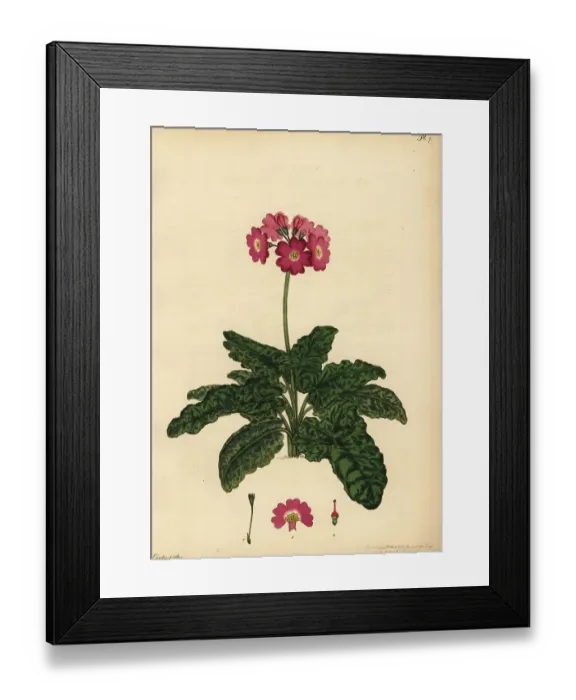Framed Print : Siberian primrose, Primula cortusoides Framed Print : Siberian primrose, Primula cortusoides
