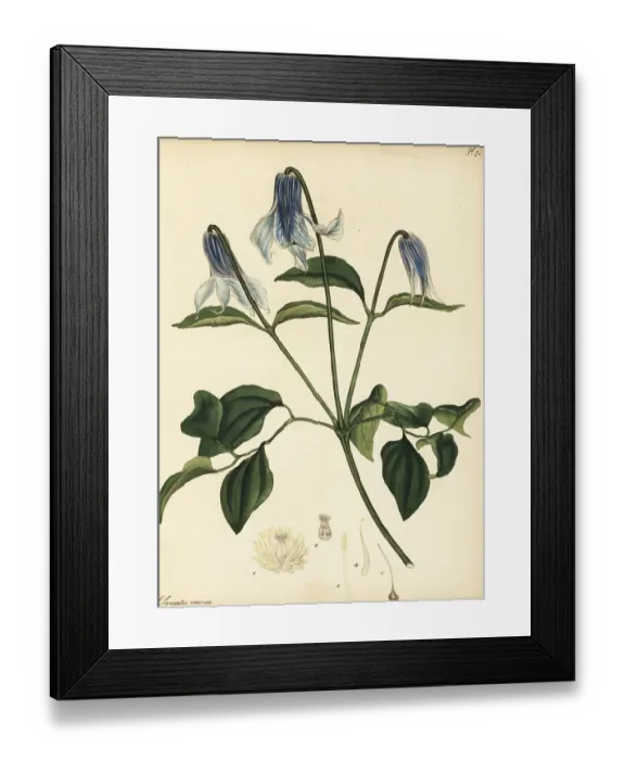 Framed Print : Vasevine or leatherflower, Clematis viorna Framed Print : Vasevine or leatherflower, Clematis viorna
