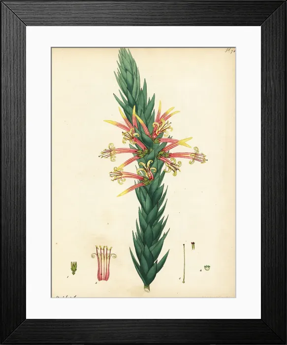 Framed Print : Pink five-corners, Styphelia triflora Framed Print : Pink five-corners, Styphelia triflora