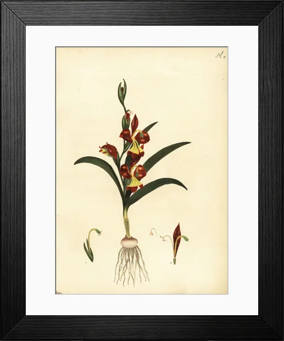 Framed Print : Gladiolus orchidiflorus Framed Print : Gladiolus orchidiflorus
