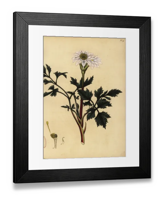 Framed Print : Cape anemone, Anemone tenuifolia Framed Print : Cape anemone, Anemone tenuifolia