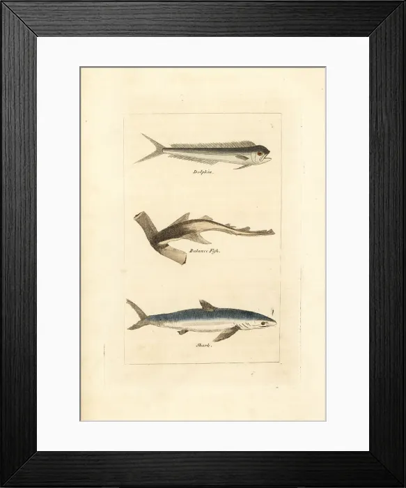 Framed Print : Unknown fish, hammerhead and blue shark Framed Print : Unknown fish, hammerhead and blue shark