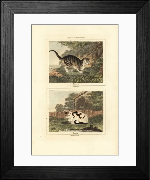 Framed Print : Wild cat and domestic cat Framed Print : Wild cat and domestic cat