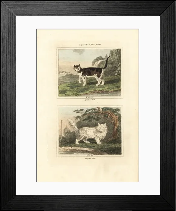 Framed Print : Spanish cat and Angora cat Framed Print : Spanish cat and Angora cat