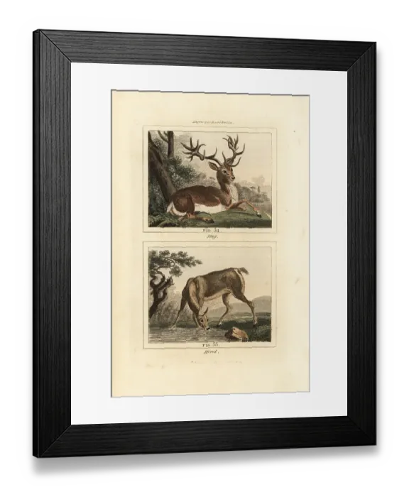 Framed Print : Red deer, Cervus elaphus Framed Print : Red deer, Cervus elaphus